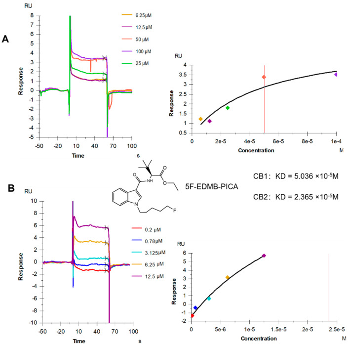 SPR measurements of 5F-EDMB-PICA binding to CB1 receptors (A) and CB2 receptors (B). In the binding and fitting plots, each color represents the corresponding sample concentration. The vertical red solid line in the fitted curve marks the KD value, which represents the concentration of the analyte when 50% of the binding sites are occupied.