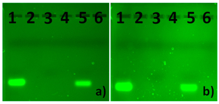 Protective effect of CBD-2 on siRNA in the presence of RNase A/T1 mix. (a) CBD-2 + Mcl-1, (b) CBD-2 + Bcl-2; 1, naked siRNA; 2, CBD-2; 3, siRNA + RNase; 4, siRNA + CBD-2 + RNase; 5, siRNA + CBD-2 + RNase + heparin; 6, siRNA + CBD-2.