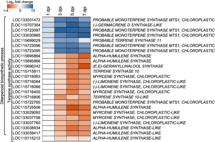 Heatmap of significantly up- and downregulated C. sativa genes of the diterpenoid biosynthetic process and terpene synthase activity in response to S. sclerotiorum (FDR < 0.05). Colour corresponds to log2fold change, where a saturated orange colour corresponds to a greater log2fold change downregulation, and a saturated blue colour corresponds to a greater log2fold change upregulation. dpi = days post inoculation.