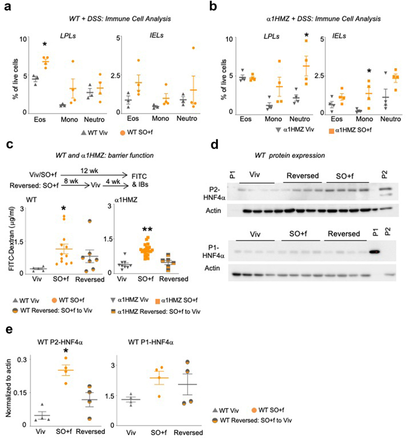 A diet high in LA increases immune dysfunction and decreases barrier function in WT and α1HMZ mice.