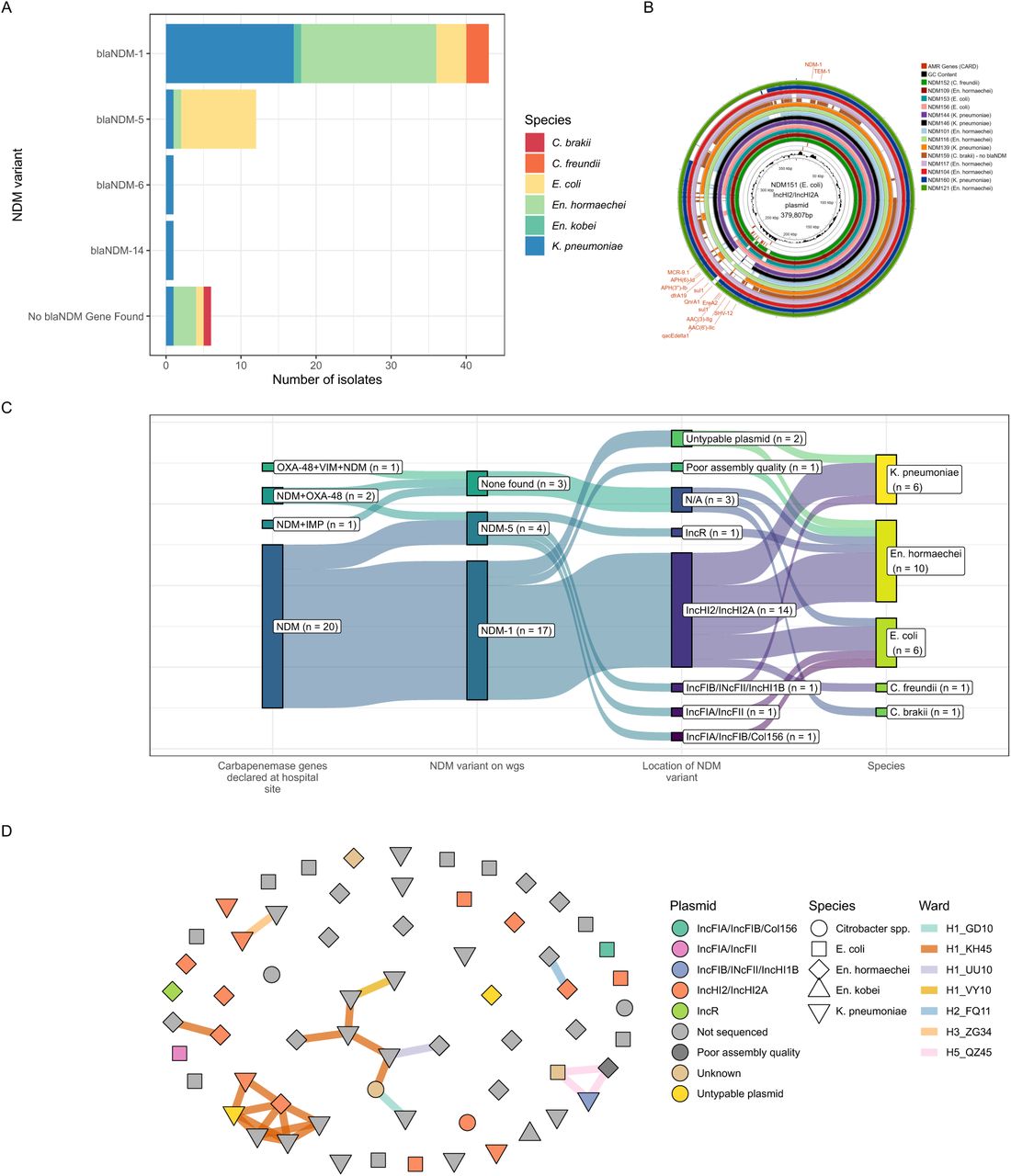 Genomic epidemiology of plasmids identified via hybrid assembly.(A) Distibution of blaNDM alleles in all 63 isolates; (B) Proksee visualisation of all 14 IncHI2/HI2A plasmids showing areas of sequence identity > 80% compared to NDM151. (C) Sankey diagram showing association of NDM allele, plasmid, and bacterial species. (D) Plasmid type (node colour) and bacterial species (node shape) overlaid on the network of strong epidemiological links (edges, coloured by ward of link). In the H1_KH45 ward associated cluster of epidemiologic links (bottom left) two different bacterial species carrying the IncHI2/HI2A plasmid, consistent with a possible transmission event.