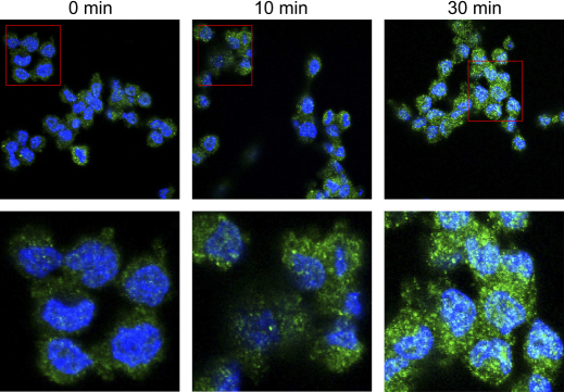Effect of MCD on CB1R immunoreactivity. C6 cells were treated for the indicated periods of time with 2.5 mM MCD, and immunofluorescence was recorded at 20× (upper panels) or at 60× (lower panels) magnification. Cell nuclei were stained in blue with DAPI, whereas localization of CB1 receptors is shown as green spots. Reported images are representative of triplicate experiments.