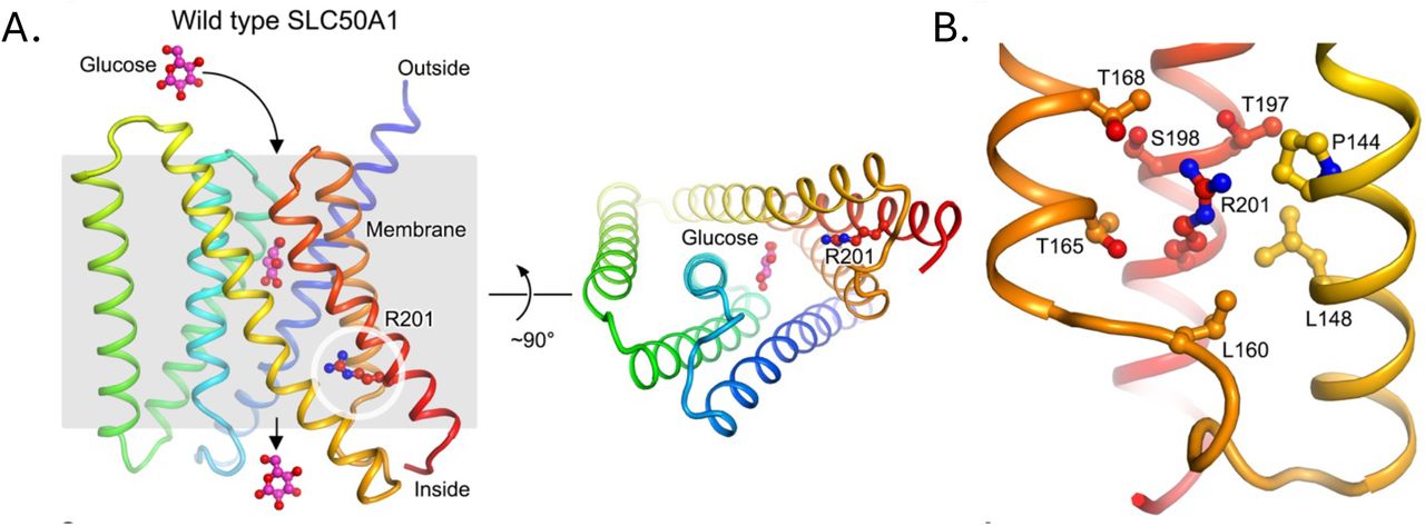 Structural analysis of the rs147850817 (Arg201Leu) mutation on SLC50A1 (A) AlphaFold model of SLC50A1 (with the N- and C-termini coloured in blue and red, respectively) with computationally docked β-D-glucopyranose. The side chain of Arg201 is shown as spheres and sticks. (B) zoomed-in view of Arg201 and neighbouring residues.