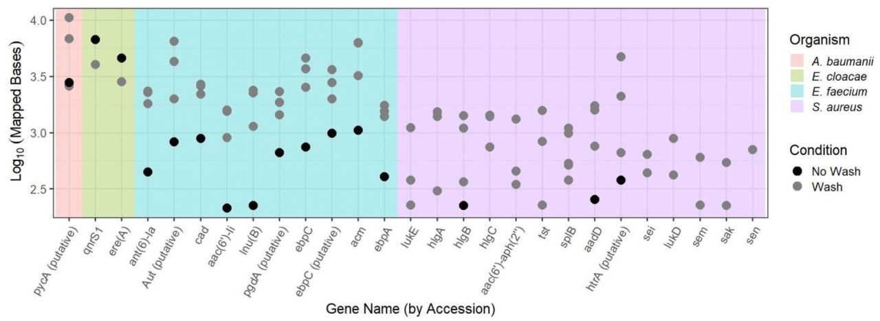 DNA Reads Mapped to a Selection of Potential Virulence and AMR Genes in Direct Handwash and No Handwash Scenarios.Metagenomic sequences from direct transfer scenarios were mapped to genes related to AMR and virulence. The majority of detected AMR and virulence genes from contact scenarios were from E. faecium and S. aureus, while E. cloacae and A. baumannii were also detected in their respective mixtures. Like the genome-level analyses, the wash with high inoculum overall detected greater mapped reads compared to no wash and no detection in low inoculum. Also like the genome-level analyses, E. cloacae was an exception where no handwash scenarios showed a larger maximum DNA yield compared to handwash scenarios. Gram-positive S. aureus had a relatively smaller impact of handwashing on increased DNA yield when read mapping at the genome-level (Table 1), but the impact of handwashing appears relatively larger when viewed at the AMR gene level. Although completely shared genes (100% length and identity) across multiple species were removed from analysis, it is possible that partially shared genes accounted for the increased number of mapped short reads at the AMR gene level.