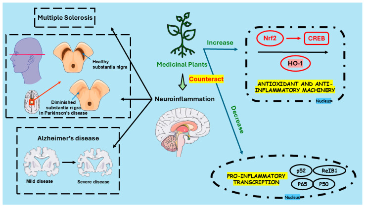Key actions of medicinal plants in countering neuroinflammation and related disorders. Abbreviations: CREB, Cyclic AMP Response Element-Binding Protein; HO-1, Heme Oxygenase-1; Nrf2, Nuclear Factor Erythroid 2-Related Factor 2.