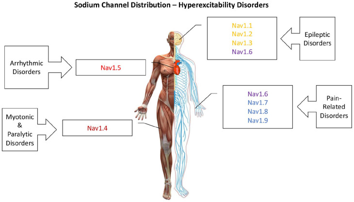 Voltage-gated sodium (Nav) channel distribution. This is a cartoon illustrating the predominantly tissue-specific distribution of Nav channels in the human body, along with general hyperexcitability conditions that are caused by mutations in each category.