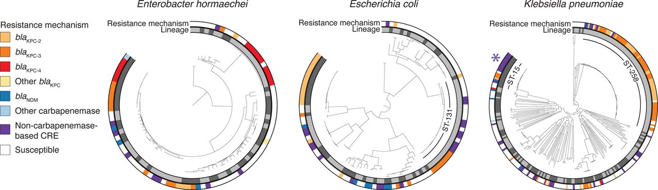 Resistance mechanisms were phylogenetically dispersed but their carriage varied among closely related isolates.For E. hormaechei, E. coli, and K. pneumoniae, lineages are indicated in the inner ring with alternating shades of grey. Resistance mechanisms for each isolate are shown in the outer ring. The high risk lineages K. pneumoniae ST-258 and E. coli ST-131 are marked. K. pneumoniae ST-15, which contained an example of likely nosocomial spread of porin-based CRE, is also marked with an asterisk.