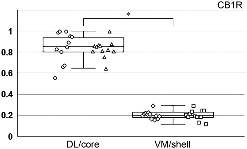 Comparison of CB1R gray values between hSP/lCB1R-immunoreactive and lSP/hCB1R-immunoreactive areas, the boundaries of which were predetermined before cell counting. Circles, triangles, trapezoids, and squares show the mean gray values in the DL, core, VM, and shell subregions, respectively. Measurements in the DL and VM were performed at 4 different positions (−1.04, −1.12, −1.2, −1.28 mm from bregma) in the rEPN, whereas those in the core and shell were performed at four different positions (−1.36, −1.44, −1.52, −1.6 mm from bregma) in the cEPN. Data were collected from 3 animals; thus 12 datasets acquired from 4 different positions are shown by the same symbol. In each animal, the dataset of gray values at 8 positions (4 rostral positions and 4 caudal positions) was normalized so that the highest value among 8 positions was set to 1. Datasets of gray values for lSP/hCB1R areas (DL and core, n = 24) and hSP/lCB1R areas (VM and shell, n = 24) were statistically compared using the Mann–Whitney U test. *p < 1.0 × 10−7.