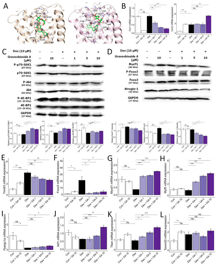 Graveobioside A inhibits Dex-induced muscle atrophy by regulating CB1 and CB2 in C2C12 myotubes. (A) Induced-fit docking poses of graveobioside A (green) in CB1 (light orange) and CB2 (pink) are presented in the panel. Residues located within 5 Å of the ligand are displayed as sticks. Hydrogen bonds and aromatic hydrogen bonds are denoted by yellow dashed lines and cyan dashed lines, respectively. The residues engaged in these interactions are labeled accordingly. (B) Effect of graveobioside A (GA) on mRNA expression levels of CB1 and CB2. β-actin was used as a housekeeping gene control. (C) Protein expression levels of phospho-p70-S6K1, p70-S6K1, phospho-Akt, Akt, phospho-4E-BP1, and 4E-BP1. GAPDH was used as a housekeeping gene control, and intensity was quantified by ImageJ software. The bar graph shows the ratio of the phosphorylated form to the total form for each protein. (D) Protein expression levels of MurF1, phospho-FoxO3a, FoxO3a, and Atrogin-1. GAPDH was used as a housekeeping gene control, and intensity was quantified by ImageJ software. The bar graph shows the relative intensity of each protein. (E–L) mRNA expression levels of Trim63, Foxo, Myod1, Myf5, Ppargc1a, Nrf1, Tfam, and Tomm20. β-actin was used as a housekeeping gene control. Data are shown as mean ± SE, n = 3–4. * p < 0.05, ** p < 0.01, and *** p < 0.005, ns (not significant) p > 0.05.