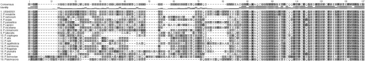 Amino acid sequence alignment comparison of Phytophthora infestans (isolate US940501) with 18 other species of Phytophthora, and Plasmopara halstedii implemented in Geneious 8.1.7/ClustalW (gap open cost:15; gap extended cost:6.66) (Color figure online)