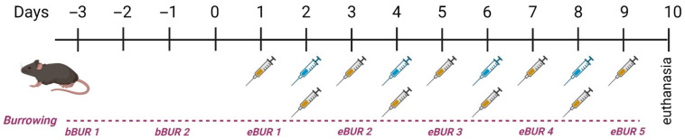 Graphical presentation of the experimental design. Blue syringes indicate CYP; yellow syringes indicate animal treatment (CBD or vehicle). bBUR: basal burrowing measurement; eBUR: experimental burrowing measurement. Created with Biorender. Erman, A. (2026) https://BioRender.com/vs3fc7c (accessed on 1 April 2026).
