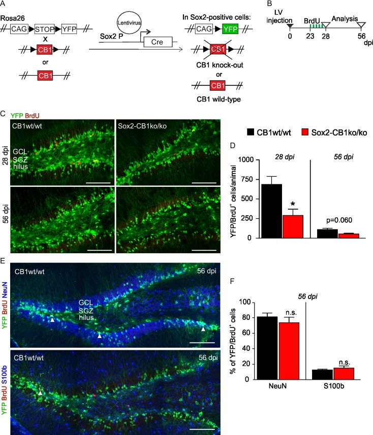 (A) Scheme of deletion of CB1 from neural stem cells in vivo with a lentivirus containing Cre recombinase under the control of the Sox2 promoter (Sox2 P), obtaining Sox2-CB1ko/ko. The respective controls (CB1wt/wt) contain the wild-type CB1 alleles, but are YFP tagged. (B) Experimental timeline. Eight weeks old animals were injected with the lentivirus (LV) via stereotactic surgery. BrdU was injected i.p. for five consecutive days starting at 23 dpi, and animals were perfused at 28 dpi and 56 dpi. (C) Representative micrographs of CB1wt/wt and Sox2-CB1ko/ko mice show recombined cells in the subgranular zone (SGZ) expressing YFP (green) after lentivirus injection and a fraction of it co-localizing with BrdU (red) at 28 dpi and at 56 dpi. (D) Quantification of YFP/BrdU double positive cells showed that CB1 loss impaired significantly cell proliferation (at 28 dpi), but maintenance of YFP/BrdU cells (at 56 dpi) is only slightly (but not significantly) decreased upon CB1 deletion (P = 0.060). N = 3 animals/group, *P < 0.05, two-tailed unpaired Student’s t-test, t = 2.845. (E) Exemplary micrographs of CB1wt/wt animals for YFP (green) cells co-localizing with BrdU (red) and S100b or NeuN (blue) in the dentate gyrus at 56 dpi. Arrowheads mark triple positive cells. (F) Percentage of YFP/BrdU/marker of total YFP/BrdU-positive cells (marker: S100b or NeuN) at 56 dpi. Differentiation into the astroglial or neuronal lineage is not affected. N = 4 (CB1wt/wt) and n = 3 (Sox2-CB1ko/ko) animals/group, n.s. not significant in two-tailed unpaired Student’s t-test. Values represent mean ± SEM. Scale bar, 100 μm.