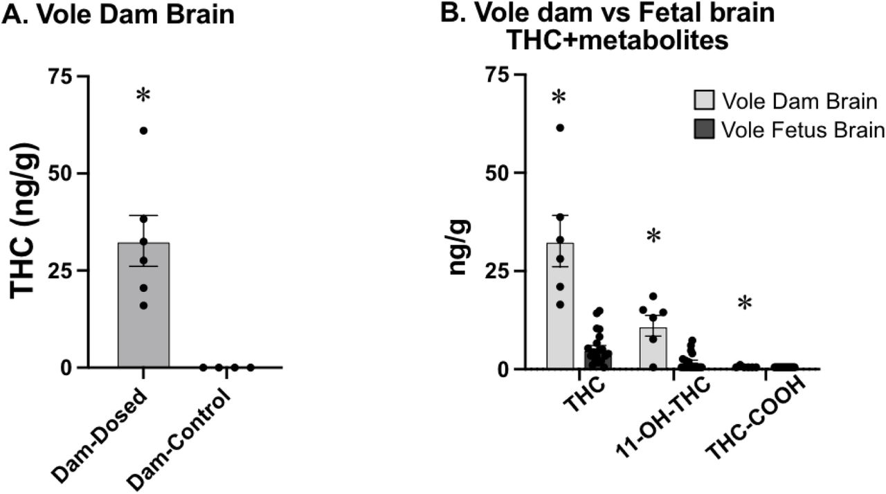 A) Concentration of THC in the brains of dosed dams (left) and vehicles (right). The dosed dam brains were significantly higher than the vehicle dam brains. B) Concentration of THC (left), 11-OH-THC (middle), and THC-COOH (right) in the brains of prairie vole dams and fetal prairie voles. The concentration for the dams was significantly higher than fetuses for THC and both its metabolites. * - indicates significantly different from all other groups