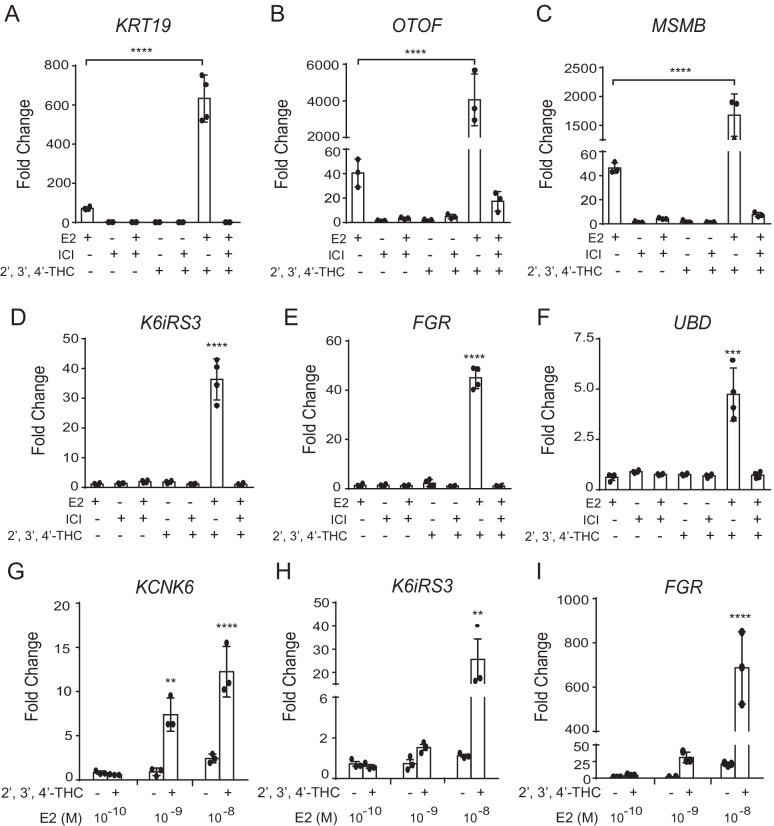 ICI blocks the 2′,3′,4′-THC/E2 combination activation of the synergistic and reprogrammed genes. A, B, C Verification of synergistic genes from the microarray in U2OS-ERα cells treated with 10 nM E2, 5 μM 2′,3′,4′-THC, and 1 μM ICI alone or in combination for 24 h. A KRT 19, B OTOF, and C MSMB mRNA levels were measured by qRT-PCR. D, E, F Verification of reprogrammed genes from the microarray in U2OS-ERα cells treated with 10 nM E2, 5 μM 2′,3′,4′-THC, and 1 μM ICI alone or in combination for 24 h. D K6iRS3, E FGR, and F UBD mRNA levels were measured by qRT-PCR. G, H, I U2OS-ERα cells were treated with increasing doses of E2 in the absence and presence of 5 μM 2′,3′,4′-THC for 24 h. G KCNK6, H K6iRS3, and I FGR mRNA levels were measured by qRT-PCR. GAPDH was used as a reference gene to calculate fold change. The data are mean of triplicate samples ± SD. The statistical significance was determined by one-way ANOVA followed by Tukey’s multiple comparisons post hoc test