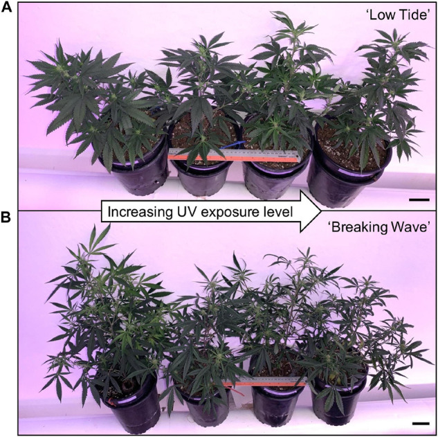 Representative (A) ‘Low Tide’ and (B) ‘Breaking Wave’ Cannabis sativa plants demonstrating (from left to right) minimum, low, moderate, and high UV exposure levels. The images were taken in week 3 after the initiation of the UV treatments. The black scale bar at the lower right of each image is 5.0 cm.