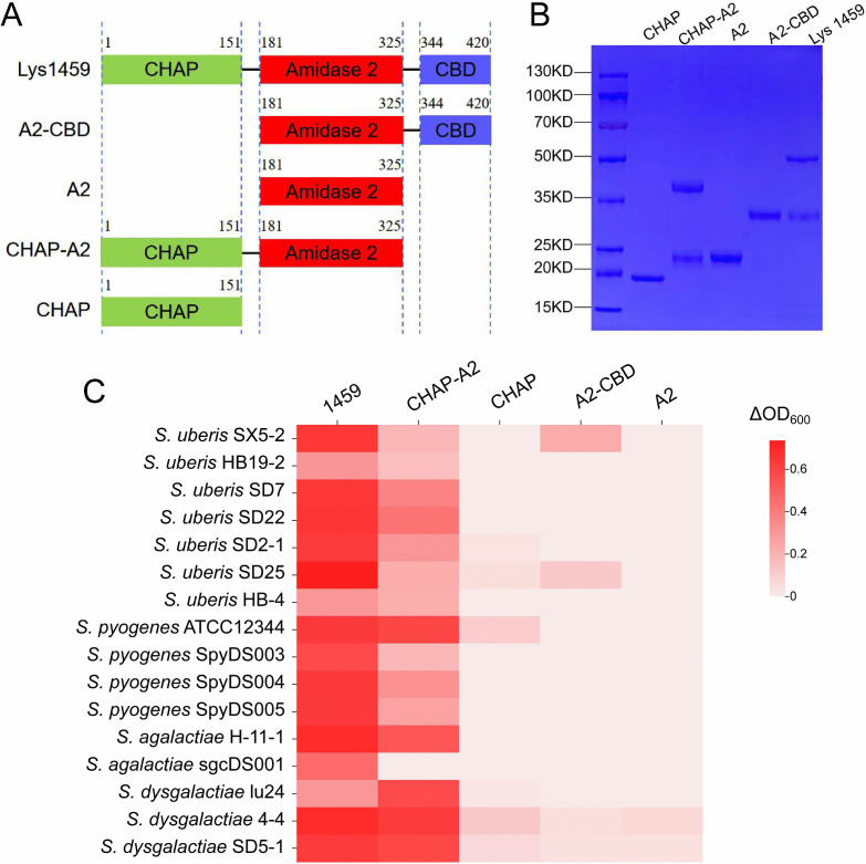 Combined visualization of Lys1459 protein constructs with CHAP, A2, and CBD domains, SDS-PAGE gel showing purified protein bands, and heatmap demonstrating variable lytic activity against Streptococcus species with ΔOD600 measurements.