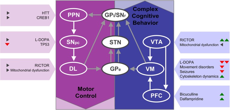 Overview of the brain areas analyzed, and the top upstream regulators, and processes per area. The brain areas are shown in a simplified model of the basal ganglia circuitry. Green, red, and gray triangles depict positive (> 2), negative (< −2) or non-significant z scores, respectively, from the enrichment analyses of the physical exercise-regulated mRNAs in MPTP-treated mice. DL dorsolateral striatum, GPe globus pallidus external, GPi globus pallidus internal, PFC prefrontal cortex, PPN pedunculopontine nucleus, SNpc substantia nigra pars compacta, SNr substantia nigra reticularis, STN subthalamic nucleus, VM ventromedial striatum, VTA ventral tegmental area