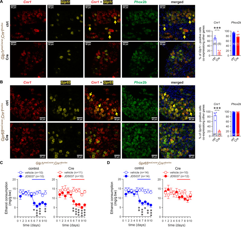 Deletion of CB1R from Gpr65+ but not Glp1R+ NGA neurons blunts JD5037-induced inhibition of VEI.A, B Cnr1, Phox2b and Glp1r (A) or Cnr1, Phox2b and’Gpr65 (B) as visualized by fluorescent RNAscope imaging of NGA tissue sections from Glp1r+ cell-specific Cnr1-deficient (Cre) (Glp1riresCre;Cnr1lox/lox) (A) and Gpr65+ cell-specific Cnr1-deficient (Cre) (Gpr65iresCre;Cnr1lox/lox) (B) mice and their respective control (ctrl) littermates (Glp1rwt;Cnr1lox/lox Gpr65wt;Cnr1lox/lox). Co-localization was assessed by overlaying 3 channels. Arrows show mRNA for CB1R (red), Phox2b (green) and either Glp1r (A) or Gpr65 (B) (yellow). DAPI (blue) visualizes nuclear DNA. C, D The effect of CB1R blockade with JD5037 3 mg/kg p.o. on VEI in Glp1riresCre;Cnr1lox/lox mice (Cre) (C) and Gpr65iresCre;Cnr1lox/lox (Cre) (D) mice and their respective control littermate mice Glp1rwt;Cnr1lox/lox and Gpr65wt;Cnr1lox/lox. Points and bars represent means ± SEM from the indicated number of experiments. *P < 0.05, **P < 0.01, ***P < 0.001 by Student’s t-test for unpaired samples (A, B) or by two-way ANOVA (C, D). Raw data points and the associated estimates of variation are accessible in the source data file.