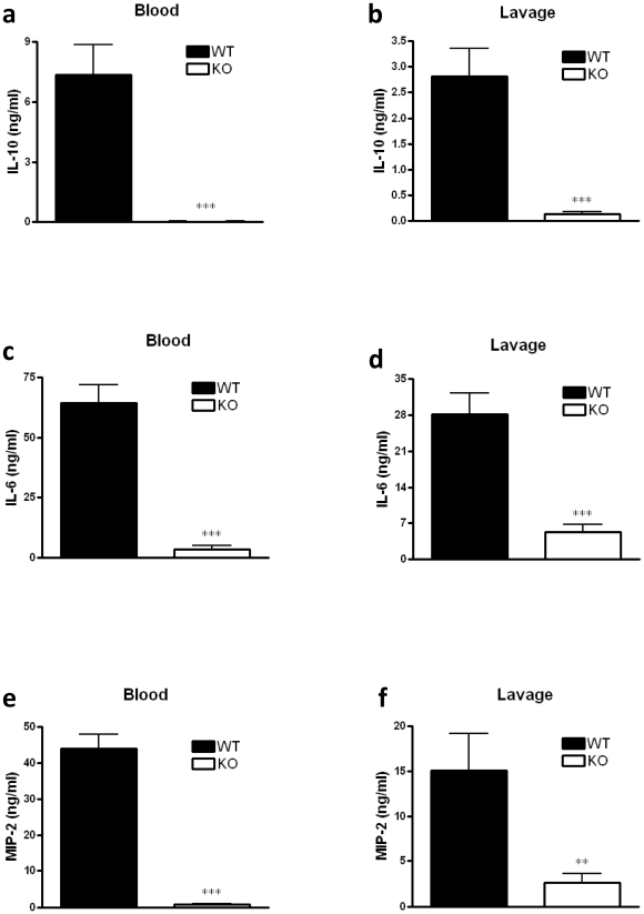 CB2 receptor deficiency decreases IL-10, IL-6, and MIP-2 levels in the plasma and peritoneal lavage fluid of mice subjected to CLP.IL-10 (a,b), IL-6 (c,d) and MIP-2 (e,f) concentrations were measured at 16 hours after surgery using ELISA. Data are the mean±SEM of n = 6–9 mice per group. ***p<0.001; **p<0.01.