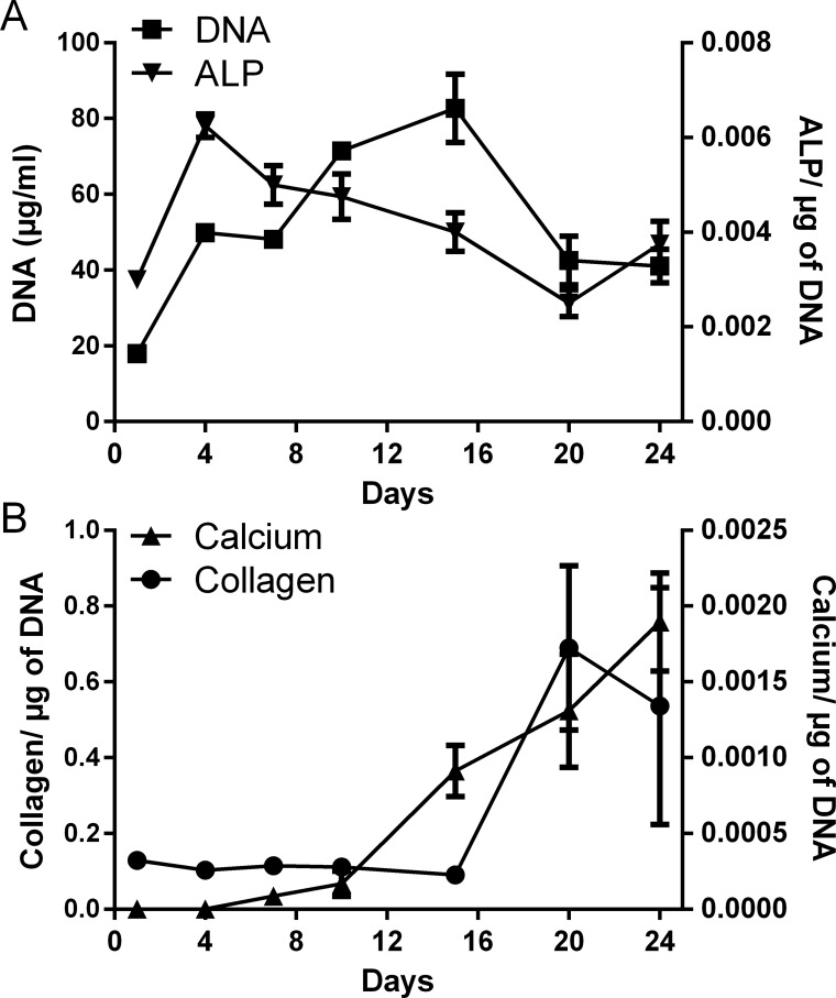 Temporal changes in HOB proliferation and differentiation in vitro.(A) DNA content and ALP production, and (B) collagen and calcium production. Values normalised to DNA content. Data given as mean ± S.E.M., n = 4, from 1 experiment.