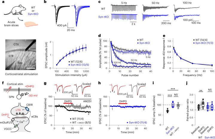 eCB-dependent LTD is abolished in Syn-tKO mice.a, Experimental configuration (bottom, one representative differential interference contrast (DIC) image of ~700 whole-cell recordings included in this study). b, Top, representative traces of evoked corticostriatal EPSCs across a range of stimulation intensities. Bottom, input–output curves in WT and Syn-tKO mice (WT: n = 12 cells, 6 mice; Syn-tKO: n = 13 cells, 6 mice; P = 0.888). c, Representative traces of responses to repeated stimulation across a range of stimulation frequencies. d,e, No difference in use-dependent synaptic properties in Syn-tKO mice, as measured by short-term depression dynamics (d; WT: n = 14 cells, 4 mice; Syn-tKO: n = 11 cells, 3 mice; 5 Hz: P = 0.304; 50 Hz: P = 0.651; 100 Hz: P = 0.691) and steady-state amplitudes (e; P = 0.756) in response to repeated stimulation across a range of frequencies. f, Schematic of eCB-LTD experiments. Top, whole-cell recordings from SPNs during induction of eCB-LTD; bottom, eCB-LTD induction with DHPG (50 µM) and depolarization (−50 mV). g–j, DHPG-induced eCB-LTD in WT mice is fully blocked by the CB1R antagonist AM251 (10 µM) (WT: n = 11 cells, 4 mice, 69.95 ± 1.70%; WT + AM251: n = 8 cells, 5 mice, 96.89 ± 3.42%; P = 6.375 × 10−4); top, representative traces. h, eCB-LTD is abolished in Syn-tKO mice (Syn-tKO: n = 11 cells, 4 mice, 97.76 ± 3.49%; P = 2.106 × 10−4); top, representative trace. i, Summary of EPSC amplitudes. j, Summary of PPRs (WT baseline: 1.18 ± 0.04; post-DHPG: 1.39 ± 0.06; P = 0.001; Syn-tKO baseline: 1.17 ± 0.05; post-DHPG: 1.19 ± 0.05; P = 0.831; WT + AM251 baseline: 1.26 ± 0.06; post-DHPG: 1.27 ± 0.06; P = 0.641). Data are mean ± s.e.m. i,j, Box plots are depicted as mean (center), first/third quartiles (lower/upper box limits) and minima/maxima (bottom/top whiskers). Statistical significance was assessed by two-sided tests, including two-way repeated-measures ANOVA with multiple comparisons (b,d,e), ANOVA with multiple comparisons (i) and Wilcoxon signed tests (j) (***P < 0.001; **P < 0.01; NS, not significant).Source data