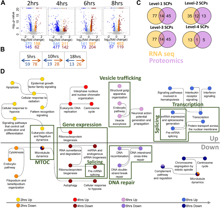 Chronological activation of distributed interdependent SCPs during neurite outgrowth (NOG) matches their dependencies.A, Neuro2A cells were stimulated with the CB1R agonist HU210 for indicated time periods, followed by identification of differentially expressed genes (DEGs, FDR 5%). Upregulated and downregulated genes are in orange and light blue, respectively, if the absolute log2(fold change) is at least log2(1.3) and less than log2(1.5) or in red and blue, if the absolute log2(fold change) is larger than or equal to log2(1.5). B, differentially expressed proteins (DEPs) (nominal p-value 0.05, minimum log2(fold change) = ±log2(1.1)) were identified after 5 h, 10 h, and 18 h HU210 treatment of N2A cells. C, upregulated and downregulated genes and proteins were subjected to dynamic and standard enrichment analysis using the Molecular Biology of the Cell Ontology (MBCO). Venn diagram documents how many level-1, level-2, level-3, and level-4 SCPs were simultaneously identified by both technologies at least one time point, independently of the direction of change. Level-2 (D) and level-3 (E) SCPs predicted by dynamic enrichment analysis of upregulated and downregulated genes at each time point were integrated into shown SCP networks. F, timelines labeled with ‘Up’ and ‘Down’ document -log10p-values obtained for selected SCPs predicted from upregulated and downregulated genes, respectively. Dotted lines indicate the p-value significance cutoff (-log10(0.05)). See Figure S1 for all timelines predicted based on standard enrichment analysis. CB1R, cannabinoid 1 receptor; FDR, false discovery rate; SCP, subcellular process.