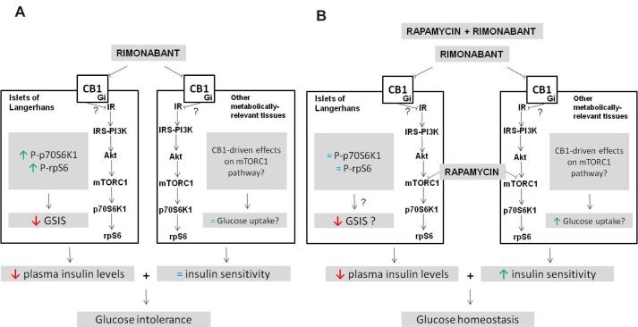 Schematic diagram illustrating the proposed mechanism of action for CB1-mTORC1 interaction in islets and its physiological relevance in vivo. (A) Rimonabant antagonizes CB1 receptors in islets and, probably by uncoupling the Gi subunit at the insulin-response element (IRS) of the insulin receptor or another related growth-factor receptor, activates the Akt-mTORC1 pathway, increasing phosphorylation of p70S6K1 and of rpS6. This activation decreases GSIS and consequently plasma insulin levels, leading to glucose intolerance. No changes in peripheral insulin sensitivity were observed with rimonabant (= insulin sensitivity). (B) Rapamycin prevents rimonabant-mediated activation of the Akt-mTORC1 pathway, thus preventing rimonabant-dependent decrease in GSIS; however, insulin plasma levels remain decreased as a consequence of rimonabant-unrelated rapamycin actions, probably also mediated through decreased GSIS. In parallel, rapamycin increases insulin sensitivity by acting at other peripheral tissues, likely by increasing glucose uptake, with the net effect being an appropriate glucose homeostasis. Gi, inhibitory G protein; IR, insulin receptor; IRS, insulin receptor substrate; PI3K, phosphoinositide 3-kinase.