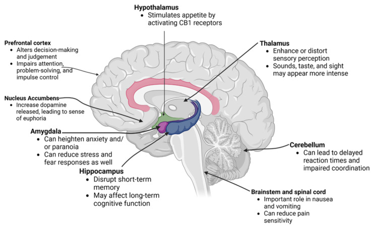 Effects of THC on different regions of the brain.Original image created by authors using data from sources [18,32,34-42].THC: tetrahydrocannabinol
