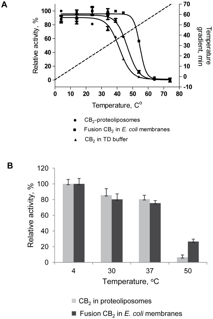 Stability of CB2 in lipid bilayers.A, Temperature-induced unfolding of CB2 in detergent micelles and lipid bilayers. For stability studies in micelles the purified CB2-130 in TD buffer supplemented with 10 µM CP-55,940 was subjected to a temperature gradient from 4°C to 74°C at a rate of 1°C/min, 10 µg protein samples withdrawn at indicated time points, mixed with 100 µg lipids POPC/POPS (4∶1 w/w) in 1% CHAPS and diluted 110-fold into cold 10 mM MOPS buffer under vigorous stirring. The activity of CB2 was analyzed by measuring the G protein activation rates as described in Materials and Methods. For measurement of thermostability in lipid bilayers either CB2-proteoliposomes or membrane preparations harboring fusion CB2-130 were suspended in 10 mM MOPS buffer at a concentration of CB2 0.5 ng/µL, subjected to treatment with linear temperature gradient, and analyzed by G protein activation assay. Dotted line depicts the temperature gradient profile. Figure depicts data ± S.D (error bars) of duplicate measurements from representative experiments (n = 3). B, Temperature stability of CB2 in proteoliposomes and E. coli membranes. Either purified CB2 receptor reconstituted into POPC:POPS:CHS bilayers or fusion CB2-130 in E. coli membranes was incubated for 30 min at the temperatures indicated, and the G protein activation assay performed. 4 ng of CB2 was used in every reaction and measurements were performed upon addition of 2 µM of CP-55,940 to all samples. Data ± S.D. (error bars) of duplicate measurements from representative experiments (n = 3) are presented.
