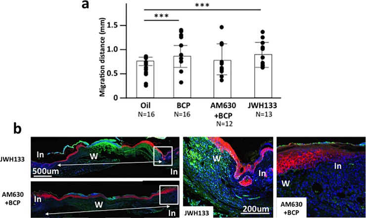 Re-epithelialization (K14+ distance from wound edge) in mice exposed to BCP, Oil, CB2 agonist JWH133, and BCP+CB2 antagonist AM633.(a) Length of K14+ staining area from the boundary of the intact and wounded area to the center of the wound in skin harvested on post-surgery day 5 from mice exposed to BCP, oil, JWH133 or injected CB2 antagonist AM630 daily before daily treatment with BCP. Dots indicate each data set and the height of bars indicates the median. Horizontal lines indicate quartiles. ANOVA, F3,53 = 5.51, P = 0.002) (ANOVA, F3,53 = 5.51, P = 0.002. Post-hoc pairwise analyses between BCP vs. oil, Tukey’s post-hoc pairwise comparison, P = 0.002, CB2 agonist JMW133 group vs. oil group, Tukey’s post-hoc pairwise comparison, P = 0.071, and CB2 antagonist AM630+BCP group vs. BCP group, Tukey’s pairwise comparison, P = 0.097; BCP, n = 9, Oil, n = 10, JWH133, n = 8, AM630+BCP, n = 7). (b) Representative images of JWH133 group and BCP+AM630 group. In: Intact area, W: wounded area.