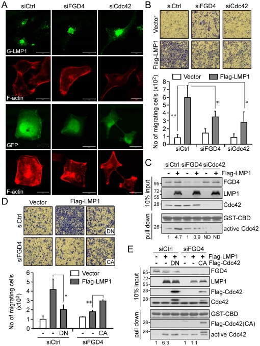 The action of the LMP1-FGD4-Cdc42 axis in NPC cells leads to actin rearrangement and increased cell motility.(A) NPC-TW02 cells grown on coverslips were co-transfected with the indicated siRNA duplexes plus pEGFP-LMP1 or pEGFP vector, and then incubated for 48 h. Following a 6-h serum starvation, cells were fixed and stained with TRITC-conjugated phalloidin to examine actin filament (F-actin) arrangement. Images were acquired using a ZEISS LSM510 confocal microscope. Scale bar, 20 µm. (B) NPC-TW02 cells were co-transfected with the indicated siRNA duplexes and a Flag-LMP1 expression plasmid or empty vector. After 24 h, the cells were re-seeded for transwell migration assays as detailed in Materials and Methods. Images of migrating cells in each experiment were acquired at 200× magnification. The number of migrating cells was counted and presented as the mean ± SD of four independent experiments (*P<0.001, **P<0.01; paired t-test). (C) The level of active Cdc42 under each condition was determined by GST-CBD pull-down assay of cell lysates prepared from a portion of cells used in transwell migration assays, as described above. ND, not detectable. (D) NPC-TW02 cells were co-transfected with control or FGD4 siRNA plus a Flag-LMP1 expression plasmid or empty vector, with and without co-transfection of an expression plasmid for Flag-Cdc42DN (DN) or Flag-Cdc42CA (CA). At 24 h post-transfection, the cells were re-seeded for transwell migration assays. Images of migrating cells in each experiment were acquired at 200× magnification. The number of migrating cells was counted and presented as the mean ± SD of three independent experiments (*P<0.05, **P<0.01; paired t-test). (E) The level of active Cdc42 under each condition was determined by GST-CBD pull-down assay of cell lysates prepared from a portion of cells used in transwell migration assays, as described above.