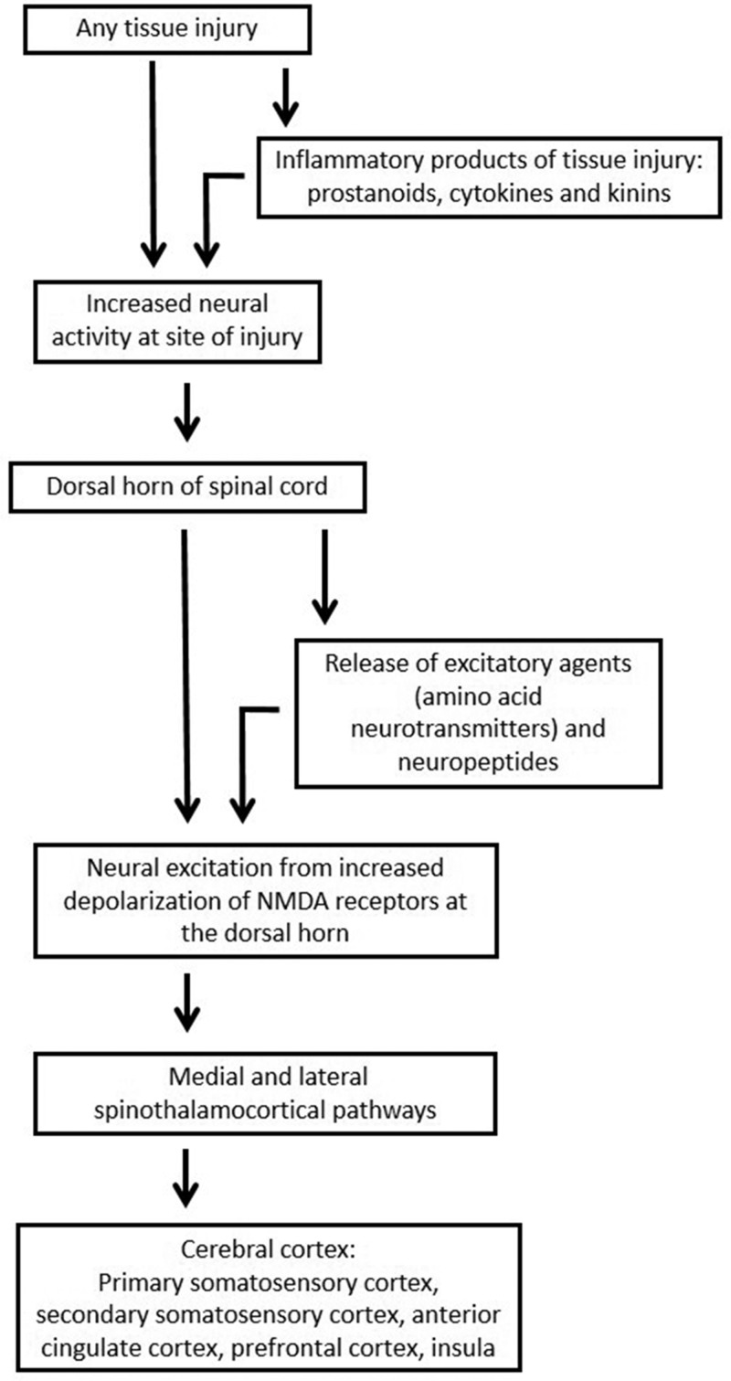 Sequence of neural events caused by injury-induced inflammation (Adapted from Feller et al., 2019).61