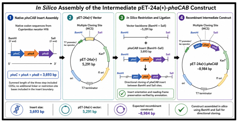 In silico assembly of the intermediate pET-24a(+)-phaCAB construct. The native phaC, phaA and phaB coding sequences were assembled as a 3693 bp insert (the summed length of the three stop-included CDSs, with no additional linker or restriction-site bases included in the insert boundary), flanked by BamHI and SalI sites, and ligated into the 5291 bp pET-24a(+) vector to generate an approximately 8984 bp recombinant construct.