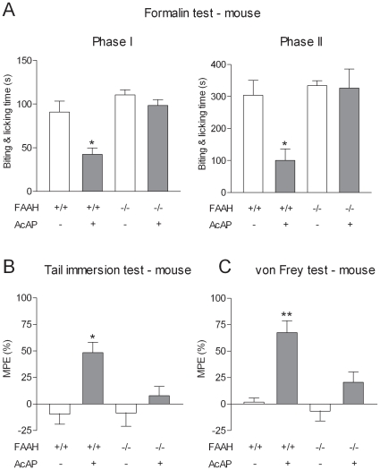 The antinociceptive effect of acetaminophen is dependent on FAAH.The effect of acetaminophen (AcAP; 200 mg/kg p.o.) was assessed in (A) the formalin test (B) the tail immersion test and (C) the von Frey test. In FAAH−/− mice, acetaminophen failed to produce antinociception, while it was effective in FAAH+/+ mice in the same tests. All tests were performed 20 min after acetaminophen administration. In the tail immersion and von Frey test tests, results are expressed as MPE (%): [(post-treatment score – pre-treatment score)/(cut-off value – pre-treatment score) ×100]. Basal pre-treatment threshold responses were 7.73±0.32 and 8.05±0.29 s in the tail immersion test and 0.55±0.03 and 0.62±0.06 g in the von Frey test for FAAH+/+ and FAAH−/− mice, respectively. Data are presented as mean ± SEM (n = 6–8 per group). *P<0.05, **P<0.01 compared to vehicle.