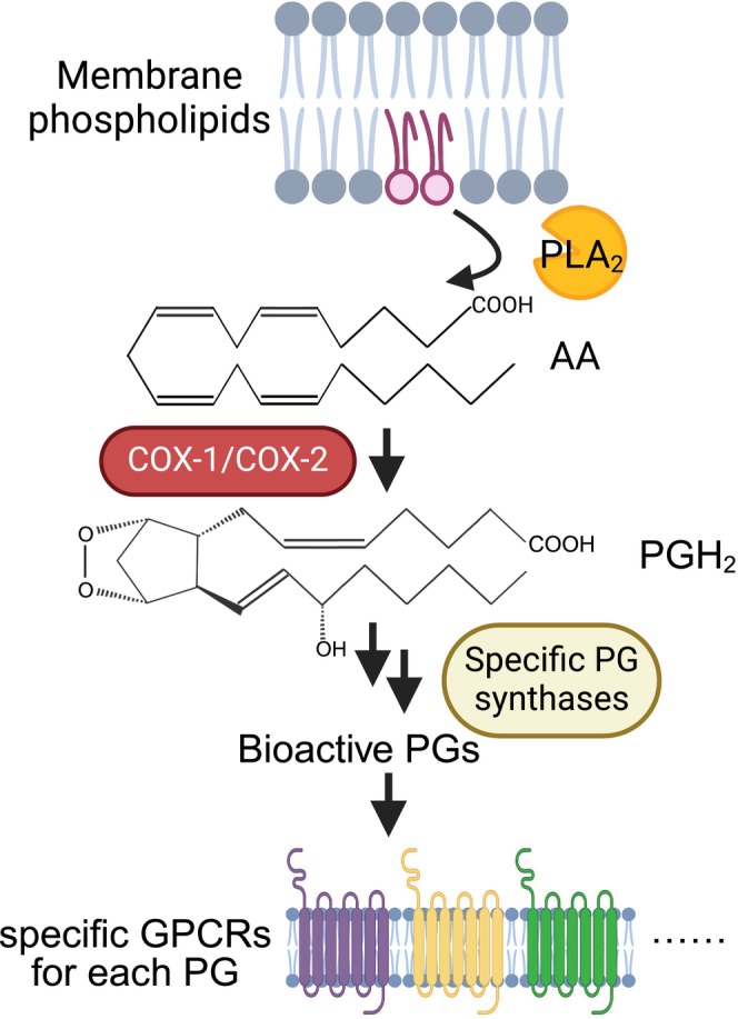 Prostaglandins (PGs) pathway. To synthesize PGH2, cyclooxygenases (COX‐1 and COX‐2) utilize a substrate arachidonic acid (AA), which is cleaved from membrane phospholipid by phospholipase A2 (PLA2). Each PG species produced by specific synthases exert bioactivities via activation of GPCRs. The image was prepared by Biorender.com.