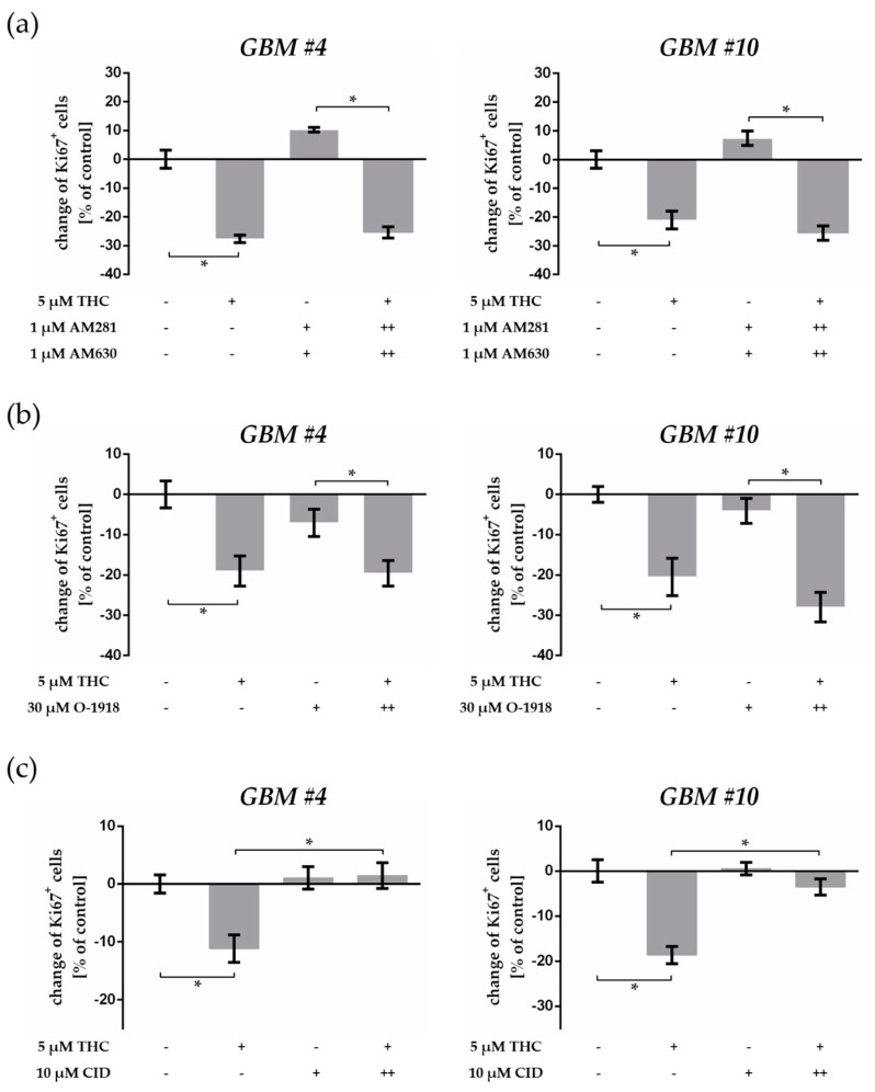 Impact of receptor-specific antagonists on THC-triggered effects. (a) Impact of CB1- and CB2-antagonists AM281 and AM630 on THC effects. AM281 (1 µM) and AM630 (1 µM) combined with THC (5 µM) had no effects on the decreased number of Ki67+ cells by THC. Co-stimulation with AM281 and AM630 alone did not influence the percentage of Ki67+ cells in GBM #4 and GBM #10 after 24 h compared to the control group. (b) Impact of GPR18 antagonist O-1918 on THC effects. After inhibition of GPR18 by O-1918 (30 µM) responses to THC (5 µM) remained unaffected. Administration of O-1918 alone had no influences. (c) Impact of GPR55 antagonist CID16020046 (CID) on THC effects. The Ki67-reducing effects of THC (5 µM) were effectively attenuated when CID (10 µM) was co-applied, whereas CID alone induced no alterations in the number of Ki67-immunoreactive nuclei in comparison to the untreated control group. To block each receptor, we applied the corresponding antagonist 15 min (++) before THC was subsequently added. Data are means ± SEM of N = 3 independent experiments performed in duplicate. Significance was chosen for p < 0.05. The asterisk denotes significant results regarding the respective measurement indicated with the bar.
