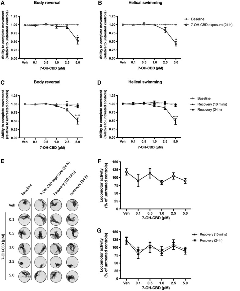 The effect of 24-hr exposure to 0–5 µM 7-hydroxy-cannabidiol (7-OH-CBD) on Lumbriculus variegatus behavior. Lumbriculus variegatus were exposed to 7-OH-CBD (0–5 µM) for 24 hr and tested for the ability of tactile stimulation to elicit (A) body reversal or (B) helical swimming. Following removal of 7-OH-CBD, the ability of L. variegatus to perform (C) body reversal or (D) helical swimming was tested after 10 min and 24 hr. Data are expressed as a ratio of the movement score after exposure relative to the movement score at baseline. (E) Representative superimposed images analyzed in ImageJ showing the effect of 24 hr of exposure to 7-OH-CBD on locomotor activity measured before 7-OH-CBD exposure (Baseline), after 24 hr of exposure to 0–5 µM 7-OH-CBD (7-OH-CBD Treatment [24 hr]), 10 min after 7-OH-CBD removal (Recovery [10 min]) and 24 hr after 7-OH-CBD removal (Recovery [24 hr]). Quantification of the area covered by L. variegatus following (F) 10 min of exposure to 0–5 µM 7-OH-CBD and (G) removal of 7-OH-CBD for 10 min and 24 hr are expressed as a percentage of the locomotor activity at baseline. Analyses were conducted by comparing 7-OH-CBD exposure conditions with baseline conditions by paired nonparametric two-tailed t-test for stereotypical movement assays and paired parametric two-tailed t-test for locomotor activity. A two-way analysis of variance with Dunnett’s posttest was used to analyze 10-min and 24-hr recovery time points compared with baseline conditions for L. variegatus. *p < 0.05, **p < 0.01, ****p < 0.0001. No statistical significance was observed between Baseline and Recovery (24 hr). Error bars represent the SEM, n = 8 with a single L. variegatus exposed to each concentration. Veh = 0.5% (v/v) methanol in artificial pond water.