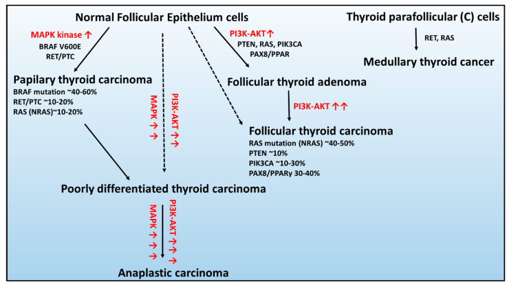 Schematic of the genetic abnormalities associated with the development and progression of thyroid cancers developed from healthy epithelium cells: (1) follicular thyroid adenoma, (2) papillary thyroid carcinoma, (3) follicular thyroid carcinoma, and (4) anaplastic thyroid carcinoma and parafollicular thyroid cells: medullary thyroid carcinoma. Figure adapted from [45]. Red arrow signifies overactivation of signaling pathway.