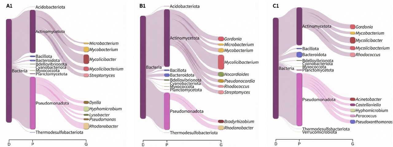 Sankey diagram (generated using the R Pavian package) illustrating the bacterial taxonomic distribution of samples A1, B1, and C1.