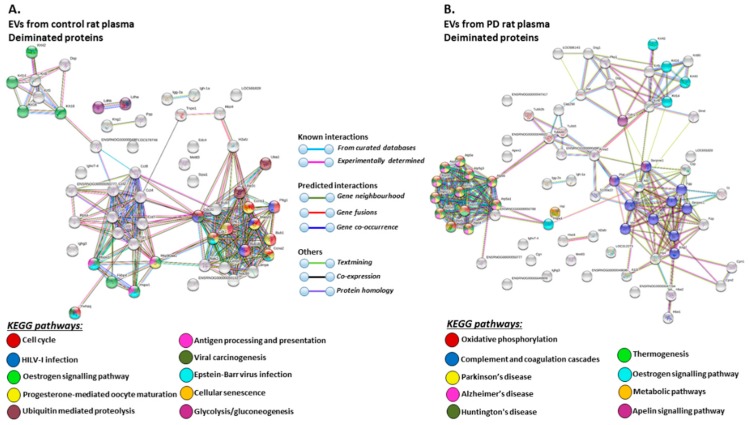 KEGG pathways for deiminated proteins in plasma-EVs of sham and pre-motor PD model rats. (A) KEGG pathways identified in circulating plasma-EVs of sham (control) rats are highlighted. See colour code for nodes included in the figure. (B) KEGG pathways identified for deiminated proteins in circulating plasma-EVs of the pre-motor PD model rats are highlighted. See colour codes for nodes and connecting lines in the figure.