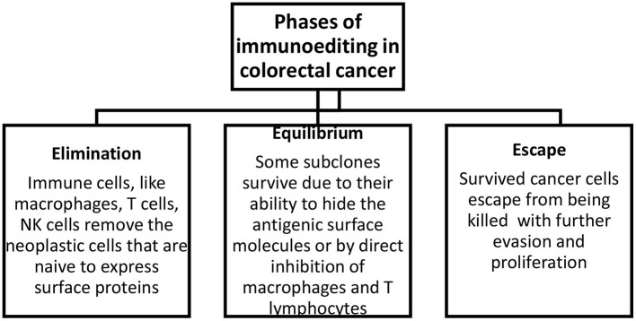 Phases of immunoediting in colorectal cancer. Elimination includes the removal of neoplastic cells, equilibrium describes the survival of a fraction of transformed cells, and escape describes the evasion and proliferation of these cells.