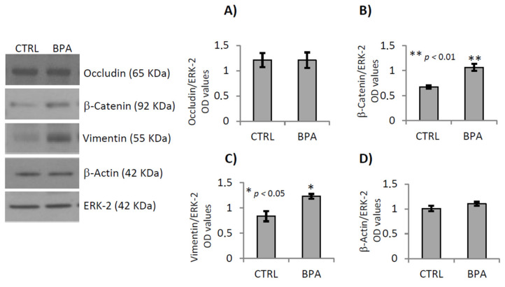 Gene expression analysis of some proteins organizing or modulating cell–cell junctional complexes in testis of male mice early-life exposed to vehicle (CTRL, n = 3/4) or BPA (BPA, n = 4) and sacrificed at 78 dpp. Western Blot analysis of occludin, β-catenin, vimentin and β-actin. Protein amounts were quantified by densitometry analysis, normalized against ERK-2 signals, and expressed in OD values as fold change (A–D). All data were reported as mean value ± S.E.M. (*: p < 0.05; **: p < 0.01).