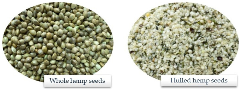 Hemp seeds (Cannabis sativa L.).