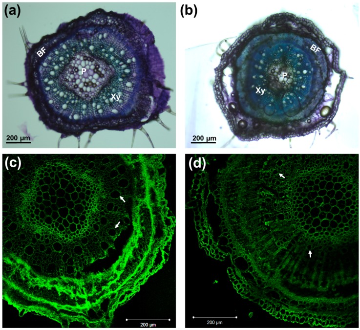 Toluidine blue staining of cross sections of control (a) and salt-exposed (b) hypocotyls; CBM3a immunodetection in control (c) and salt-exposed plants (d). Arrows indicate xylem vessels. BF: bast fibers; Xy: xylem; P: pith.
