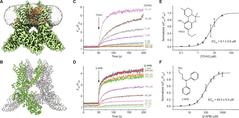 Apo-state structure in cNW30 nanodisc and TRPV3 activation by agonists.(A) Cryo-EM density map of human TRPV3 in the closed, apo state at 2.46-Å resolution, viewed parallel to the membrane. Lipid densities are colored brown. The semitransparent surface represents the lipid nanodisc density. (B) Structural model of TRPV3apo viewed parallel to the membrane. One of the four subunits is colored green, while the others are colored gray. (C and D) Representative ratiometric Fura-2AM–based fluorescence measurements of changes in intracellular Ca2+ for human embryonic kidney (HEK) 293S GnTI− cells expressing wild-type human TRPV3. Changes in the fluorescence intensity ratio at 340 and 380 nm (F340/F380) were monitored in response to application of agonists THCV (C) or 2-APB (D) at different concentrations. (E and F) Concentration dependencies of TRPV3 activation by THCV (E) and 2-APB (F). Changes in the F340/F380 ratio were normalized to its maximal value at saturating agonist concentrations and fitted with the logistic equation (black lines), with half-maximal effective concentration (EC50) = 6.1 ± 0.5 μM and nHill = 1.63 ± 0.13 for THCV (E; n = 3 independent experiments) and EC50 = 93.0 ± 5.0 μM and nHill = 1.63 ± 0.11 for 2-APB (F; n = 6 independent experiments). Data are means ± SEM. The insets show chemical structures of THCV (E) and 2-APB (F). Source data are provided.