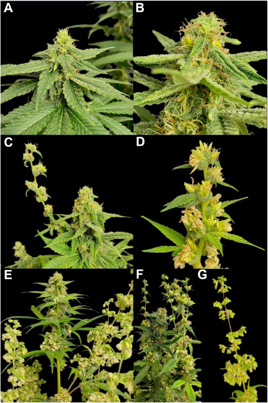 Representative photos of triploid inflorescences of Cannabis sativa L. 8 weeks after flower initiation. (A) Homogametic triploid (XXX) inflorescence displaying only female florets. (B-C) Examples of heterogametic triploid (XXY) inflorescence with a PFM phenotype. (D-F) Examples of heterogametic triploid (XXY) inflorescence with an PMM phenotype. (G) Heterogametic triploid (XXY) inflorescence displaying only male florets.