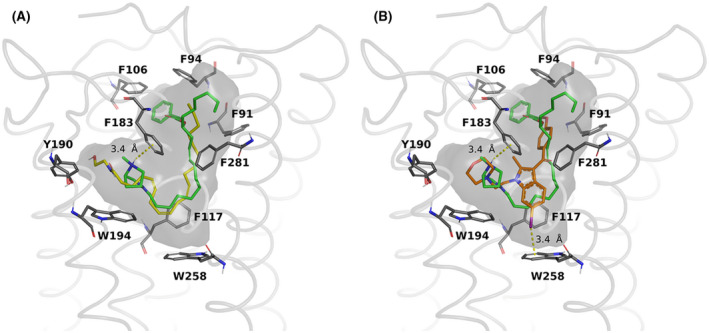 Binding mode comparison between PhAR‐DBH‐Me (green) and the endogenous agonist anandamide (yellow) (A), or the synthetic antagonist of CB2 receptor, AM‐630 (orange) (B), in the binding pocket of CB2 receptor. The binding cavity is shown in grey, and relevant residues are included
