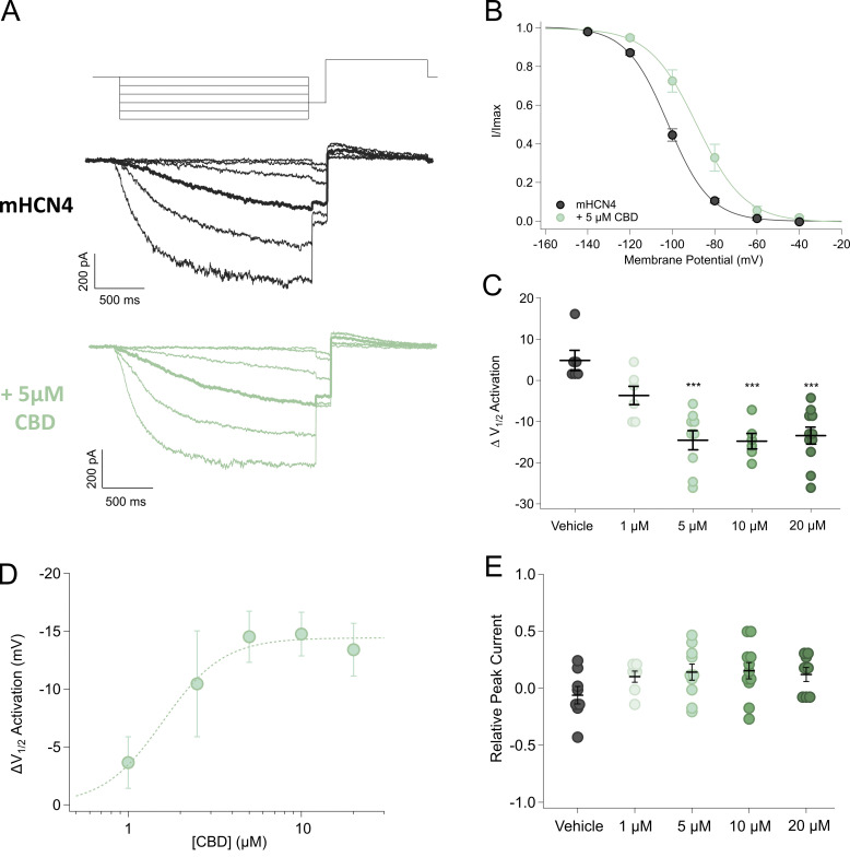 Effect of CBD on activation of holo-HCN4 channels. (A) Representative voltage protocol and activation current traces for mHCN4 construct before (black) and after (green) treatment with 5 µM CBD. The −100 mV trace is highlighted. (B) Average tail current values for treatment for mHCN4 before (black) and after application of 5 µM CBD (green). Values fit to a Boltzmann curve. Average V1/2 for mHCN4 was −102.1 ± 1.1 (n = 9); average V1/2 for 5 µM CBD was −87.5 ± 3.0 mV (n = 9). (C) Scatterplot of a shift in average ΔV1/2 ± SEM for the vehicle (black) and increasing concentrations of CBD (green). One-way ANOVA and post-hoc Tukey’s test found a significant shift for 5, 10, and 20 µM CBD (***) versus the vehicle (P < 0.0001) and 1 µM CBD (P < 0.03). (D) ΔV1/2 of activation after treatment with various concentrations of CBD. Data were fit with the Hill equation. EC50 was 1.59 ± 0.21 µM with a slope of 2.50 ± 0.63. (E) Relative peak current from the end of activation epoch (Ipost-treatment/Ipre-treatment) for the vehicle (black) and increasing concentrations of CBD (green). One-way ANOVA and post-hoc Tukey’s test found no significant differences in relative current levels after treatments (P > 0.2).