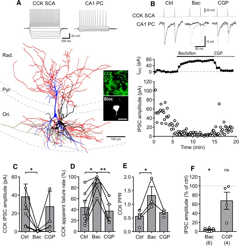 Identified CCK SCA cells show strong presynaptic GABABR-mediated inhibition. a Reconstruction of a synaptically coupled CCK SCA (soma and dendrites in black, axon in red) and a CA1 PC (soma and dendrites in blue, axon in green). Inset (top), voltage responses elicited in the CCK SCA cells and the CA1 PCs to hyper- to depolarizing current steps (−500 to 500 pA, 50 pA steps, 500 ms duration). Inset (right), immunolabeling for CCK (in green pseudocolor) in the soma of the SCA cell (in gray). Pyr., stratum pyramidale; Ori., stratum oriens; Rad., stratum radiatum. b, upper, Representative pairs of action potentials elicited in the SCA cell shown in a (upper traces, suprathreshold current pulses of 1–2 nA, 1 ms duration, 50 ms interval) were followed by short-latency IPSCs in the recorded CA1 PC (lower traces) under control conditions (left panel), during bath application of baclofen (10 µM, middle panel), and CGP (10 µM; right panel); baclofen and CGP are underlain by control traces (gray). b, lower, time-course plot of the postsynaptic whole-cell current (I WC; top) and unitary IPSC amplitude (lower) from the same CCK SCA cell–CA1 PC pair during the experiment, including control period, and subsequent baclofen and CGP applications. Summary bar charts of synaptic properties of CCK SCA–CA1 PC pairs (six pairs) during each pharmacological epoch: IPSC amplitude (c), apparent failures of transmission (d) and paired-pulse ratio (PPR, e). f Summary bar chart of the normalized IPSC amplitudes during baclofen and CGP applications in CCK SCA cells. Statistics shown: ns P > 0.05, * P < 0.05, ** P < 0.01, results from Wilcoxon signed rank tests, all data are derived from 6 CCK SCA–CA1 PC pairs