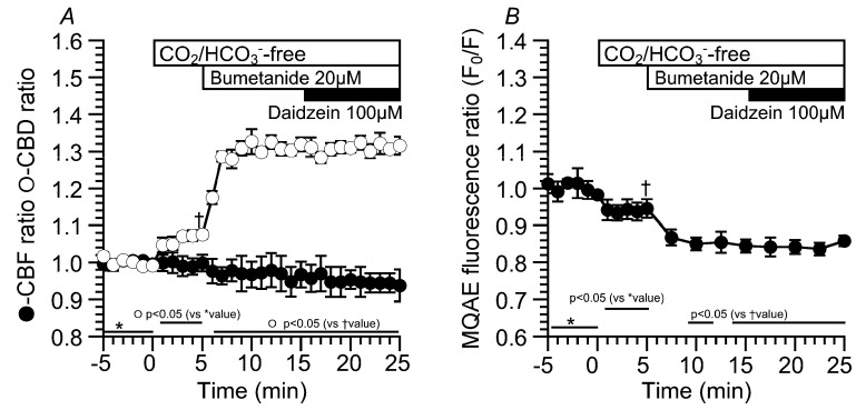 Effects of bumetanide on CBD, CBF, and [Cl−]i in cHNECs. Experiments were carried out the CO2/HCO3−-free control solution. (A) Changes in CBD and CBF induced by bumetanide. The values of CBD and CBF just before the addition of bumetanide were 1.08 ± 0.01 (n = 5) and 1.00 ± 0.02 (n = 5), respectively. The addition of 20 μM of bumetanide immediately increased CBD, but did not increase CBF. The values of CBD and CBF 10 min after bumetanide addition were 1.32 ± 0.02 (n = 5) and 0.97 ± 0.03 (n = 5), respectively. Further stimulation with 100 μM of daidzein did not change CBD or CBF. The values of CBD and CBF 10 min after daidzein stimulation were 1.32 ± 0.02 (n = 5) and 0.94 ± 0.04 (n = 5), respectively. (B) Changes in the MQAE fluorescence ratio (F0/F). The value of F0/F just before the addition of bumetanide was 0.94 ± 0.03 (n = 4). The subsequent addition of 20 µM of bumetanide decreased F0/F (F0/F 10 min after bumetanide addition = 0.84 ± 0.02, n = 4). Further daidzein stimulation did not change F0/F.